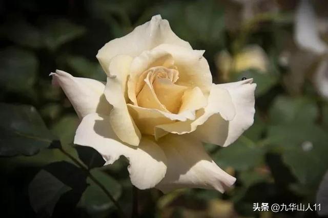 超大花月季品种介绍（常见大花月季品种一览）(18)