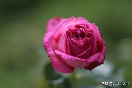 超大花月季品种介绍（常见大花月季品种一览）(15)