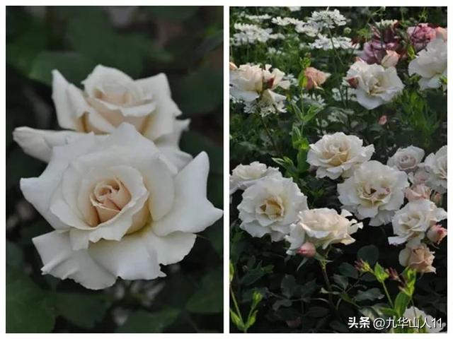 超大花月季品种介绍（常见大花月季品种一览）(20)