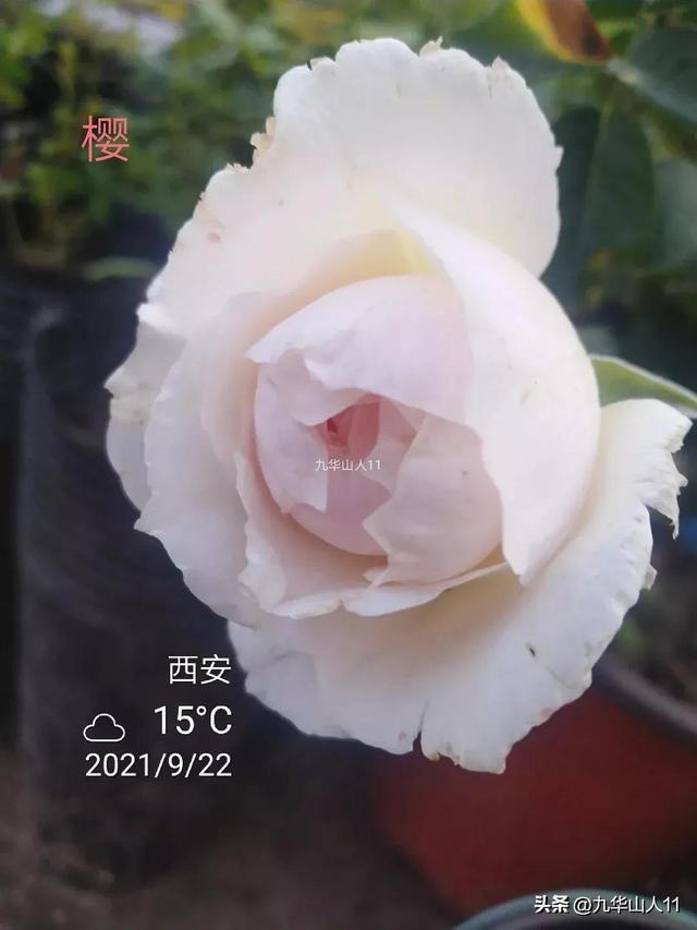 超大花月季品种介绍（常见大花月季品种一览）(35)