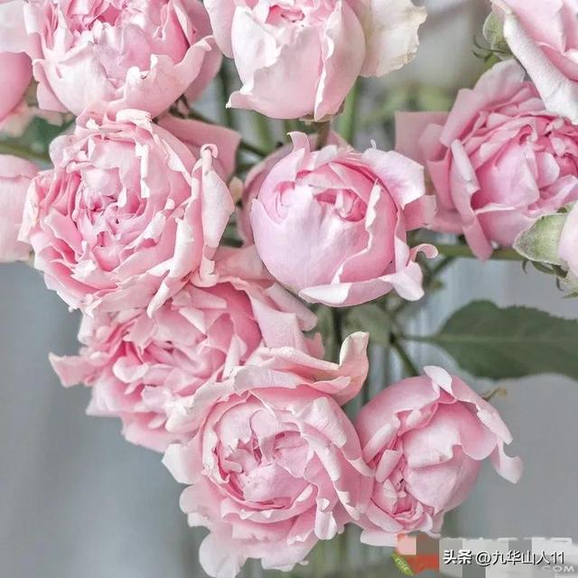 超大花月季品种介绍（常见大花月季品种一览）(16)