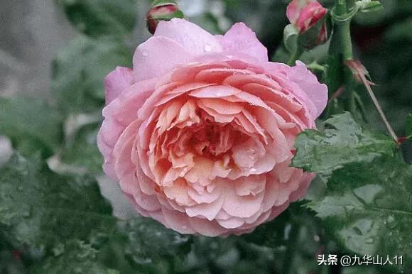 超大花月季品种介绍（常见大花月季品种一览）(26)