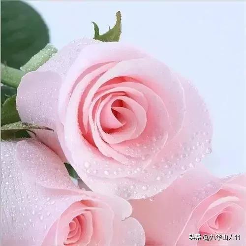 超大花月季品种介绍（常见大花月季品种一览）(9)