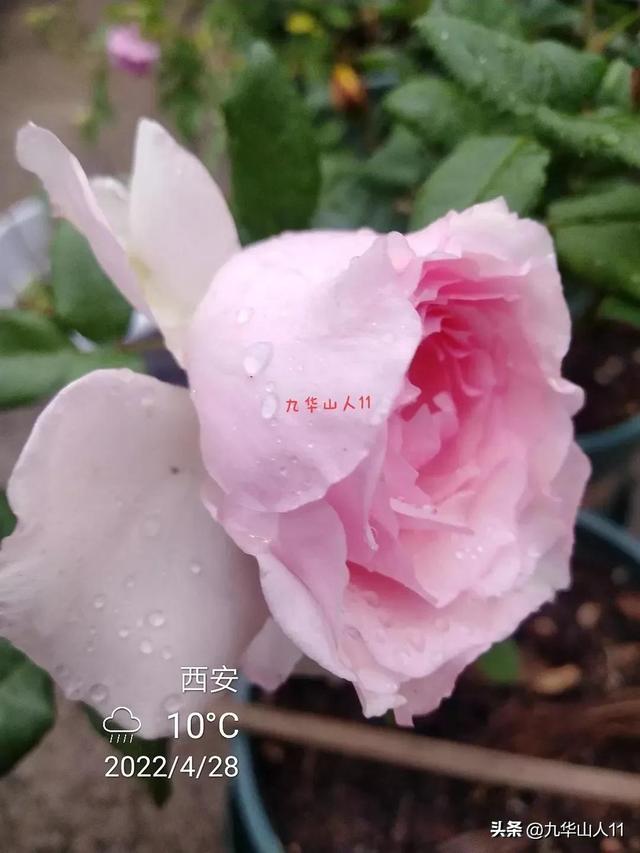 超大花月季品种介绍（常见大花月季品种一览）(6)