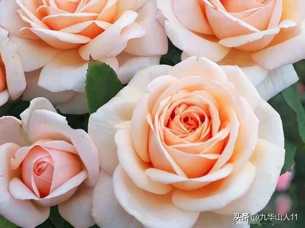 超大花月季品种介绍（常见大花月季品种一览）(23)