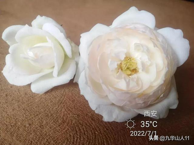 超大花月季品种介绍（常见大花月季品种一览）(30)