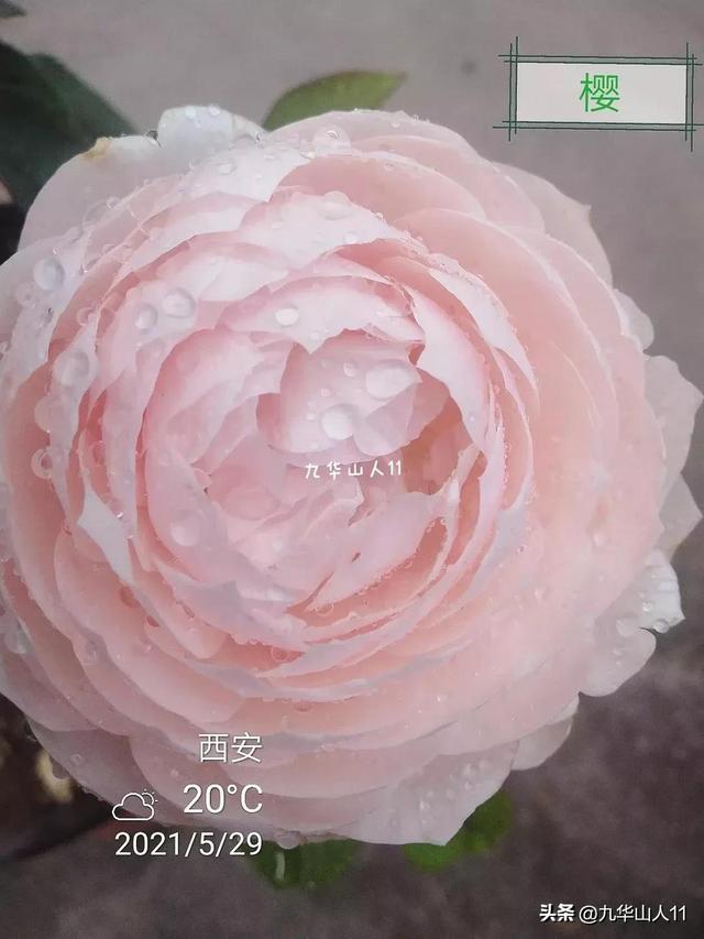 超大花月季品种介绍（常见大花月季品种一览）(31)