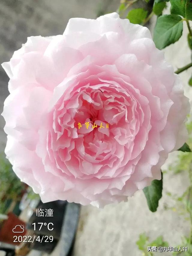 超大花月季品种介绍（常见大花月季品种一览）(5)