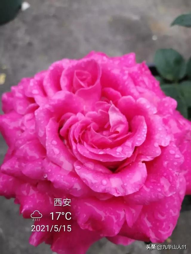 超大花月季品种介绍（常见大花月季品种一览）(12)