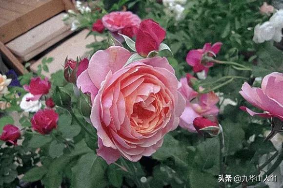 超大花月季品种介绍（常见大花月季品种一览）(28)