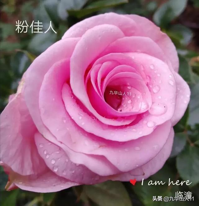 超大花月季品种介绍（常见大花月季品种一览）(10)