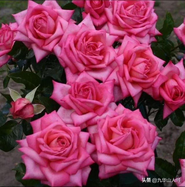 超大花月季品种介绍（常见大花月季品种一览）(25)