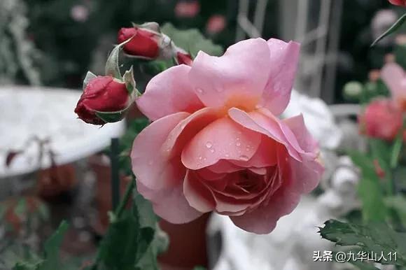 超大花月季品种介绍（常见大花月季品种一览）(27)