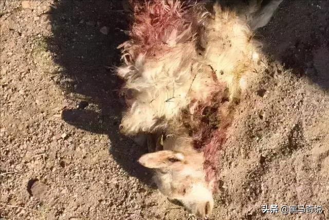 狼群咬死蒙古牧民(甘肃狼群袭击羊圈)(4)