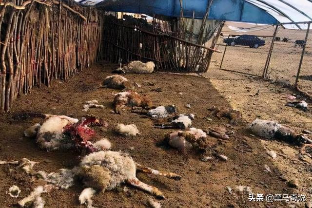狼群咬死蒙古牧民(甘肃狼群袭击羊圈)(3)