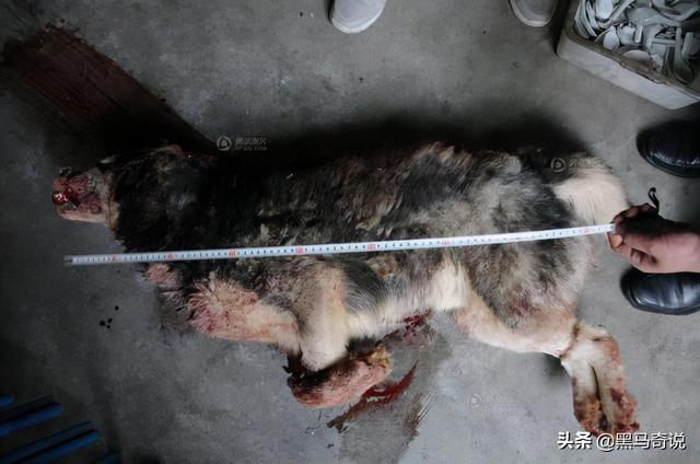 狼群咬死蒙古牧民(甘肃狼群袭击羊圈)(14)