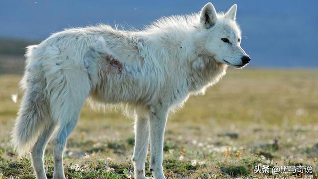 狼群咬死蒙古牧民(甘肃狼群袭击羊圈)(8)