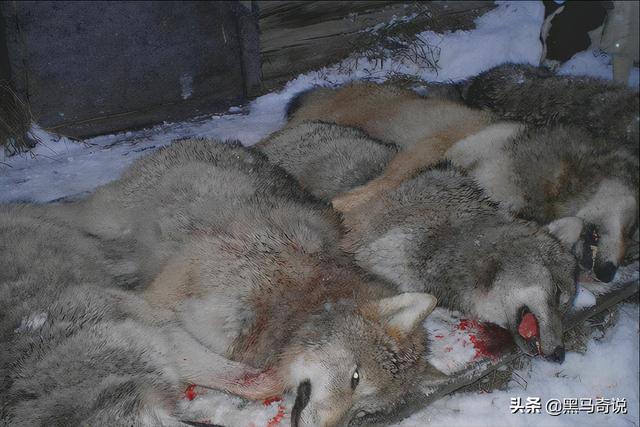 狼群咬死蒙古牧民(甘肃狼群袭击羊圈)(9)