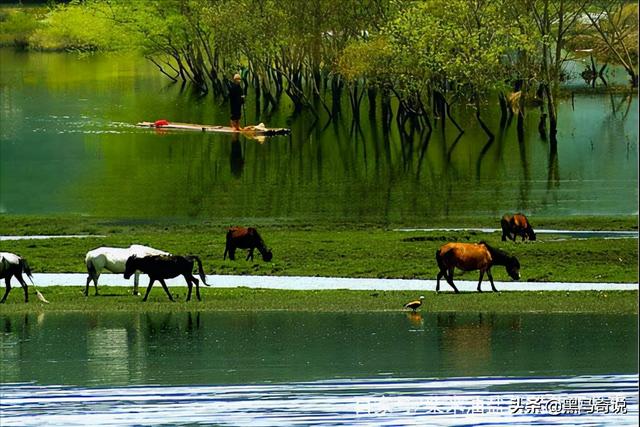 狼群咬死蒙古牧民(甘肃狼群袭击羊圈)(12)