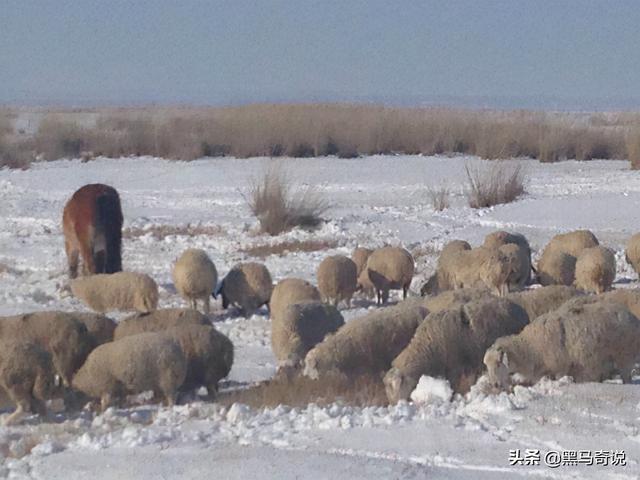 狼群咬死蒙古牧民(甘肃狼群袭击羊圈)(5)