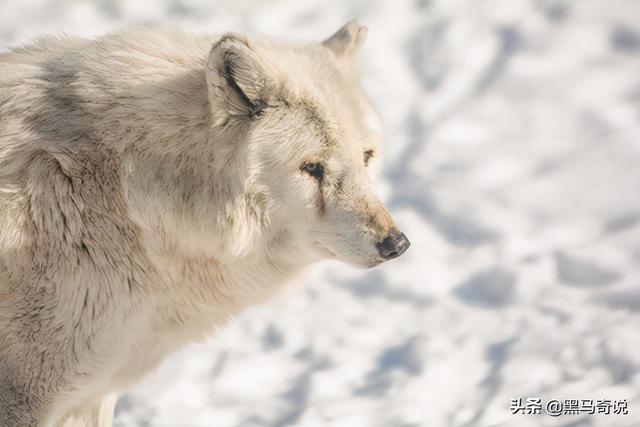 狼群咬死蒙古牧民(甘肃狼群袭击羊圈)(10)