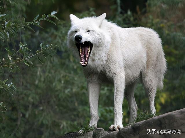 狼群咬死蒙古牧民(甘肃狼群袭击羊圈)(11)