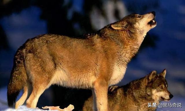狼群咬死蒙古牧民(甘肃狼群袭击羊圈)(17)