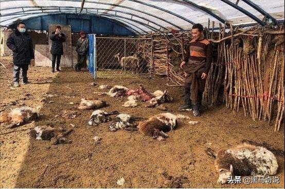 狼群咬死蒙古牧民(甘肃狼群袭击羊圈)(2)