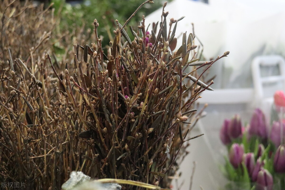 金达莱花中国叫什么花(金达莱的别名大全)