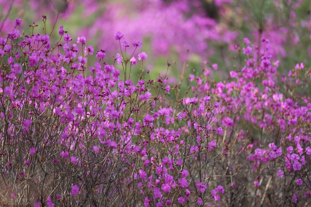 金达莱花中国叫什么花(金达莱的别名大全)