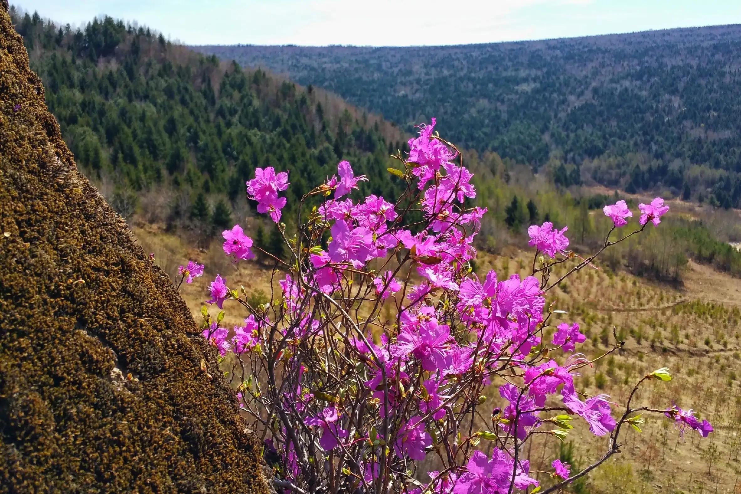 金达莱花中国叫什么花(金达莱的别名大全)