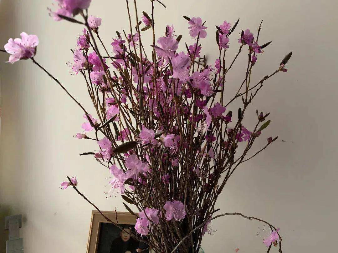 金达莱花中国叫什么花(金达莱的别名大全)