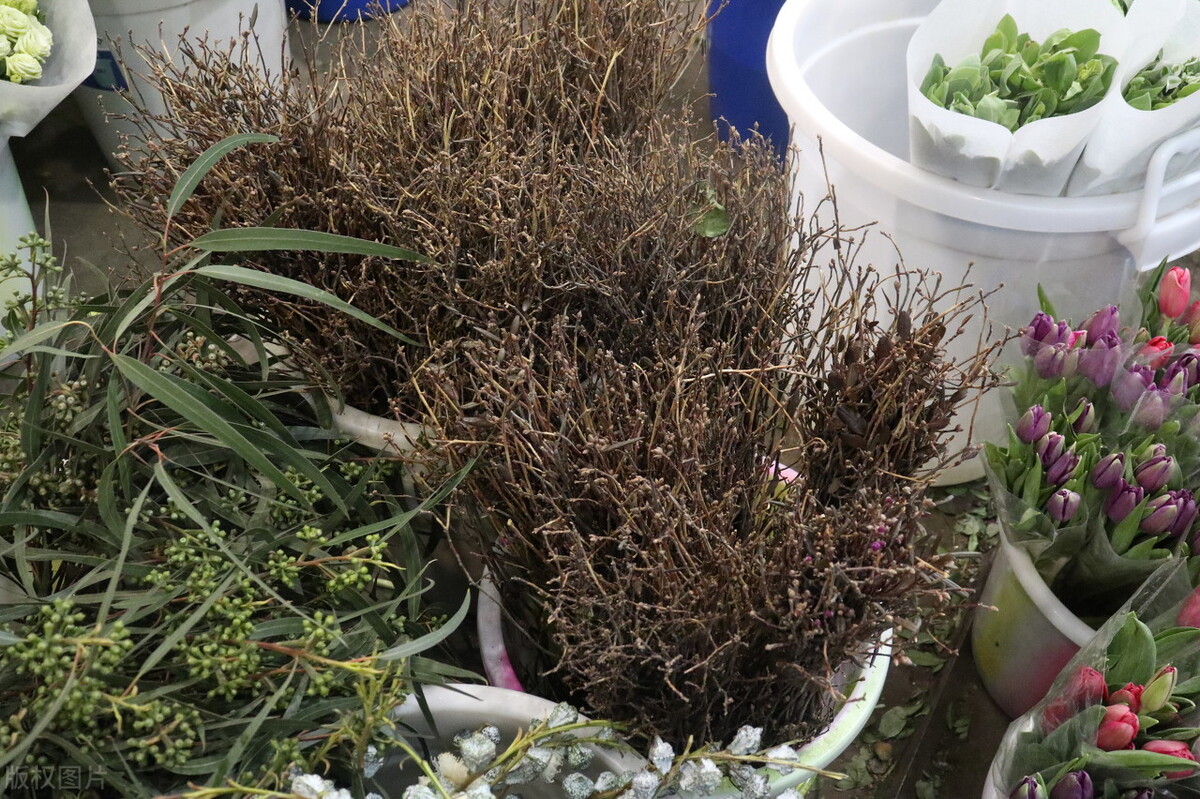 金达莱花中国叫什么花(金达莱的别名大全)