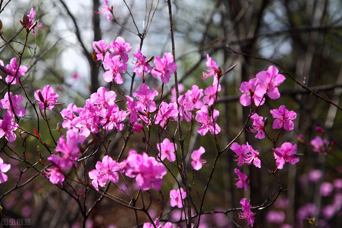 金达莱花中国叫什么花(金达莱的别名大全)