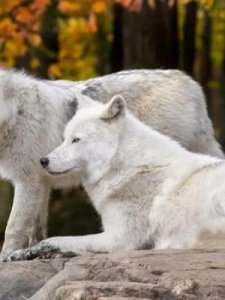 ​狐狸是犬科动物吗(狐狸是犬类还是猫类)