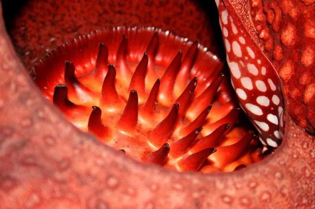 最可怕的野生植物大嘴花（你印象里可怕的食人花）(5)