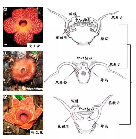 最可怕的野生植物大嘴花（你印象里可怕的食人花）(11)