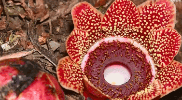 最可怕的野生植物大嘴花（你印象里可怕的食人花）(2)