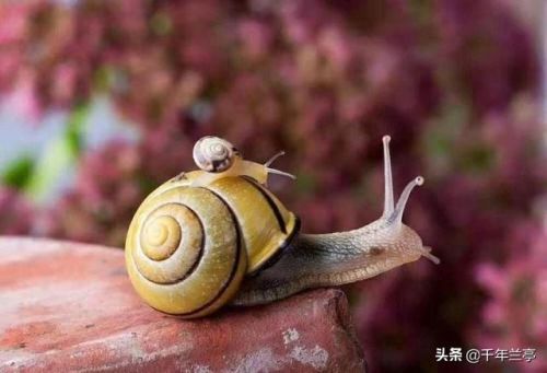 爸爸去哪儿云南水乡之旅完整版?爸爸去哪儿云南景点介绍-第2张图片-