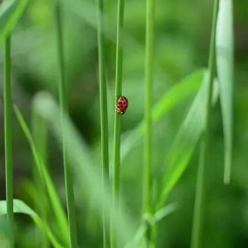 陆游的爱国诗王师北定中原日(王师北定中原日)(3)