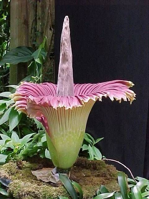 10种常见有趣的植物（10种奇特的自然界植物）