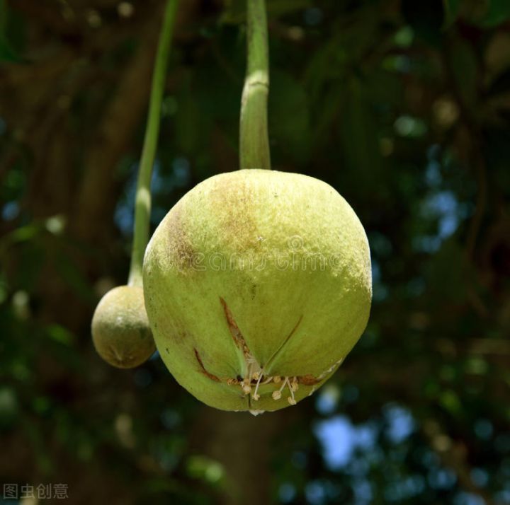 10种常见有趣的植物（10种奇特的自然界植物）