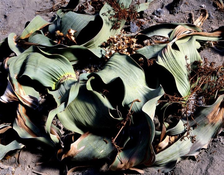 10种常见有趣的植物（10种奇特的自然界植物）