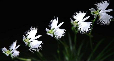 10种常见有趣的植物（10种奇特的自然界植物）