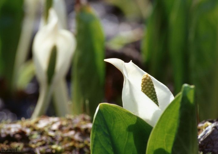 10种常见有趣的植物（10种奇特的自然界植物）