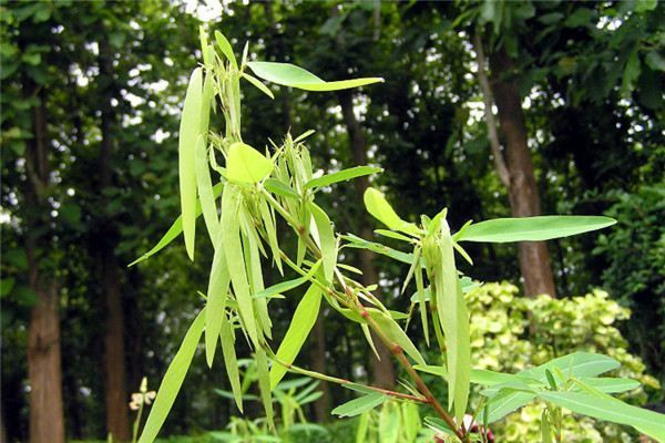 10种常见有趣的植物（10种奇特的自然界植物）