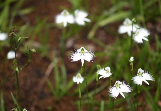 10种常见有趣的植物（10种奇特的自然界植物）