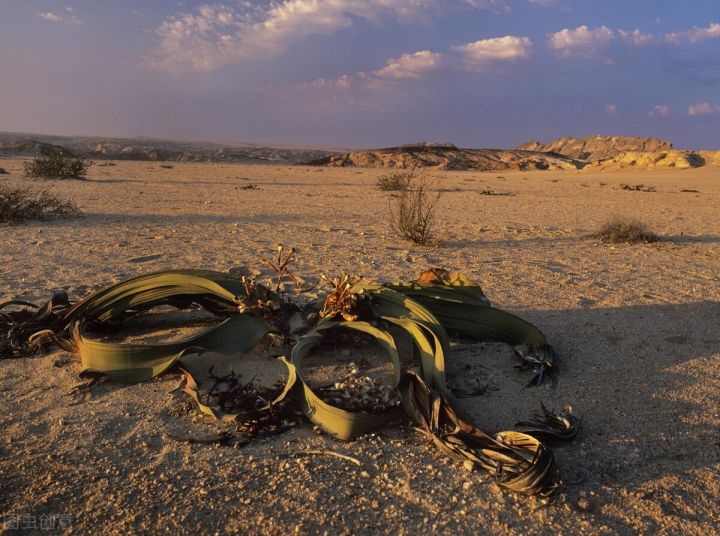 10种常见有趣的植物（10种奇特的自然界植物）