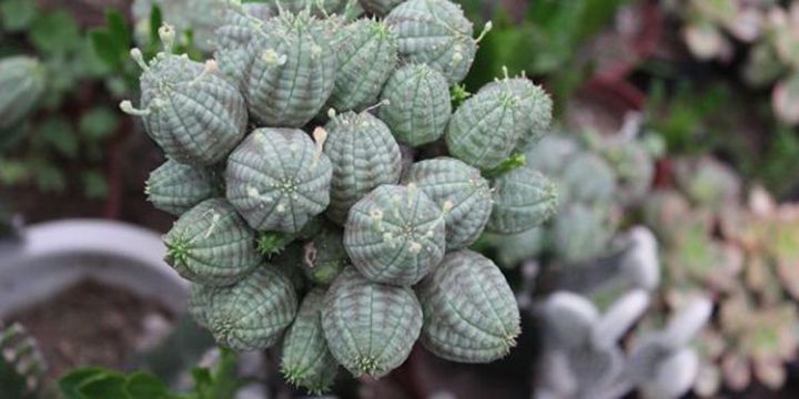 10种常见有趣的植物（10种奇特的自然界植物）