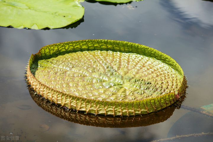 10种常见有趣的植物（10种奇特的自然界植物）